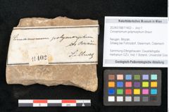 Foto (Objekt + Etikett) von Cinnamomum polymorphum Braun (NHMW-GEO-2024-0188-11402)